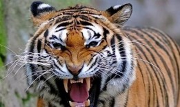 猛虎最新吃瓜视频,揭秘娱乐圈幕后真相