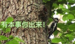 鸟可以吃土瓜吗视频,揭秘鸟儿是否可以食用土瓜