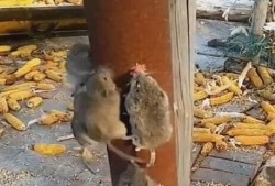 郑州老鼠事件吃瓜视频大全,吃瓜视频大盘点，揭秘惊人真相