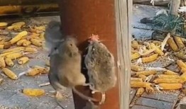 郑州老鼠事件吃瓜视频大全,吃瓜视频大盘点，揭秘惊人真相