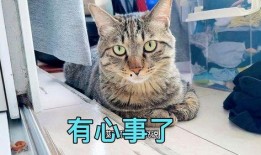 深夜吃瓜小猫咪视频大全,猫咪吃瓜视频大盘点