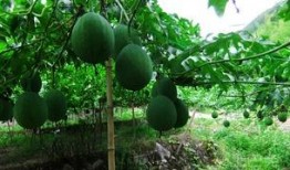 狗吊瓜的籽可以吃吗视频,营养美味，安全吗？