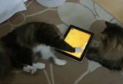 萌宠吃瓜搞笑视频大全集,搞笑视频大全集笑点集锦