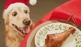 吃瓜闺蜜被喂狗粮视频,吃瓜视频里的狗粮盛宴