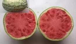 水晶瓜的瓜瓤可以吃吗视频,可食用瓜瓤的神奇之旅