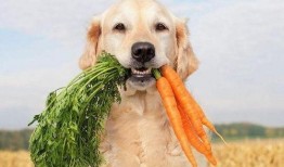 狗子爬树吃瓜视频