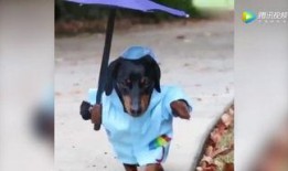 吃瓜的狗搞笑视频大全,笑翻天！吃瓜狗搞笑视频大盘点