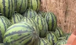 全得利吃瓜视频,揭秘娱乐圈幕后真相