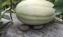 去哪里找最新吃瓜视频