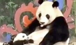 吃瓜返祖视频真的假的,揭秘真相还是网络恶搞？