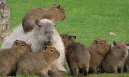 测试水豚吃瓜视频