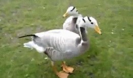 怎么画吃瓜鸭子视频,如何创作趣味盎然的“吃瓜鸭子”动画教程