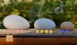 狮头鹅吃哈密瓜的视频大全,哈密瓜视频大全趣味盘点