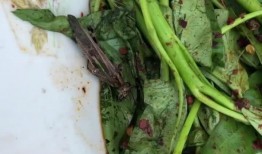 吃蛇瓜搞笑视频大全集,吃蛇瓜搞笑视频大全集，欢乐无限！