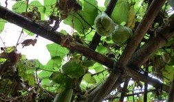 树上吃佛手瓜小伙视频在线观看,小伙树上吃佛手瓜视频走红网络