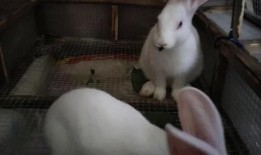兔子吃毛瓜吗会死吗视频,生死攸关的真相