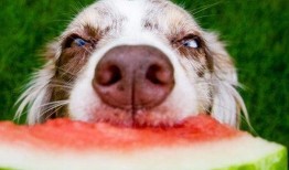 狗子爬树吃瓜视频