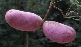 小孩吃八月瓜视频