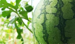 承德丰宁吃瓜视频,揭秘当地特色美食与风土人情