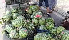 深圳南油吃瓜事件视频,一场引发热议的网络视频风波