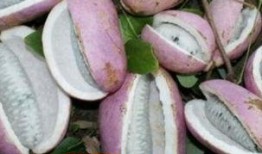 小孩吃八月瓜视频