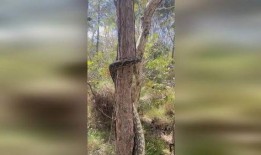 大蛇爬树头吃瓜视频下载