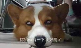 小猫咪吃瓜搞笑视频大全,萌态百出笑翻天！