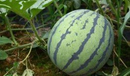 吃瓜视频一般多少钱一个,价格几何，娱乐市场新宠