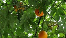 吊瓜怎么吃不烧心呢视频,轻松避免烧心不适