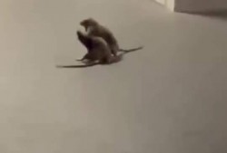 猫咪看戏吃瓜视频大全,猫咪看戏吃瓜视频大全，萌态百出笑翻天