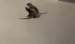 猫咪看戏吃瓜视频大全,猫咪看戏吃瓜视频大全，萌态百出笑翻天