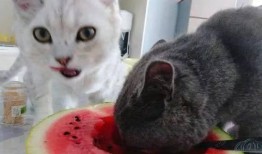 深夜吃瓜小猫咪视频大全,猫咪吃瓜视频大盘点