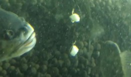 面瓜鱼水下吃饵视频教程