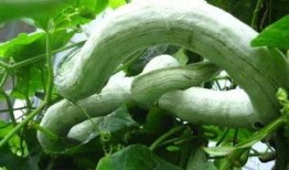 吃蛇瓜搞笑视频大全集,吃蛇瓜搞笑视频大全集，欢乐无限！