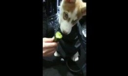 猫狗吃瓜视频,欢乐无限，宠物界的“娱乐圈”瞬间走红！