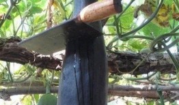 大爷树下吃瓜视频大全,大爷们的欢乐时光视频集锦