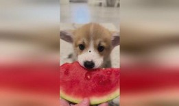 小狗可以吃烧瓜吗视频讲解,视频讲解揭秘