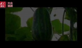 正能量吃瓜路人视频