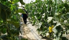 界首植物园吃瓜事件视频,一场引发热议的公共秩序风波