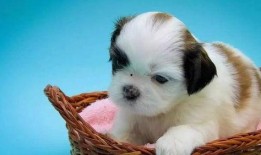 吃瓜群的狗视频,狗狗搞笑视频大盘点