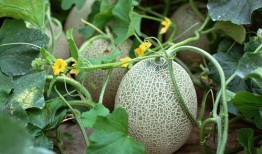 边吃边哭哈密瓜视频,一场美食与情感的奇妙之旅