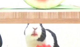 吃瓜很快的视频,揭秘热门视频背后的精彩瞬间