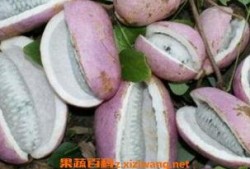 老人吃八月瓜视频播放器,跟随长者体验传统美食的魅力