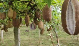 八月瓜吃的最香的视频,视频揭秘吃法最香秘诀