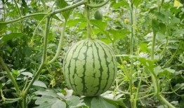 重庆晚上吃瓜视频,一场别开生面的“吃瓜”盛宴