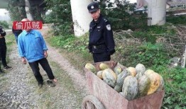 桑植吃瓜事件真相视频播放,揭秘真相背后的惊人内幕