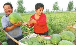 仙居县吃瓜事件视频,一场引发热议的网络视频风波