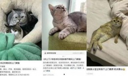 上门喂猫吃瓜视频