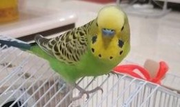 幸福鸟吃瓜视频大全下载,趣味横生的欢乐时光回顾