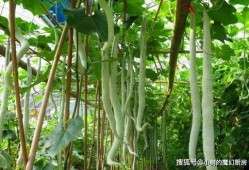 印度女人吃蛇瓜视频,传统美食背后的勇气与风味